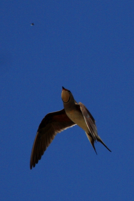 Collared Pratincole hunting insects - Glareola pratincola - Canastera - Perdiu de mar caant insectes - Glaereol a Collier