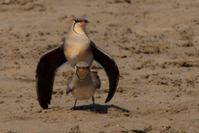 Collared Pratincoles Mating - Glareola pratincola - Canastera - Perdiu de mar - Glaereol a Collier