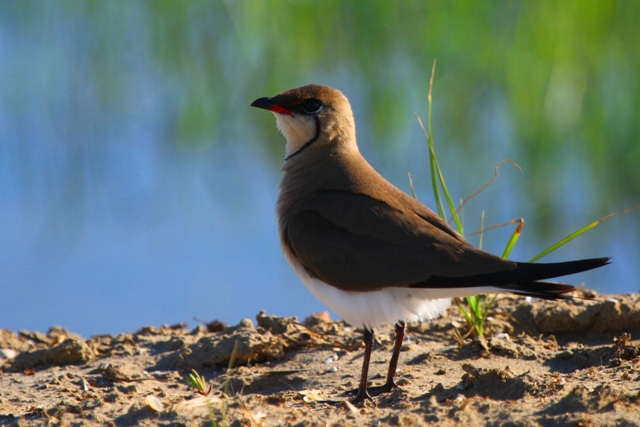Collared Pratincole - Glareola pratincola - Canastera - Perdiu de mar - Glaereol a Collier