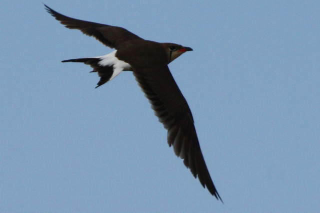 Collared Pratincole - Glareola pratincola - Canastera - Perdiu de mar - Glaereol a Collier