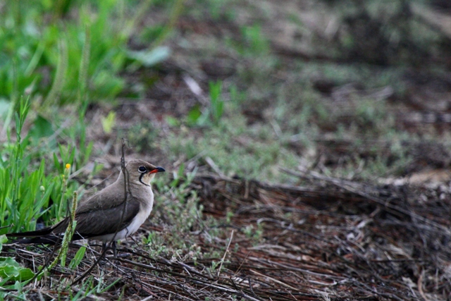 Collared Pratincole - Glareola pratincola - Canastera - Perdiu de mar - Glaereol a Collier