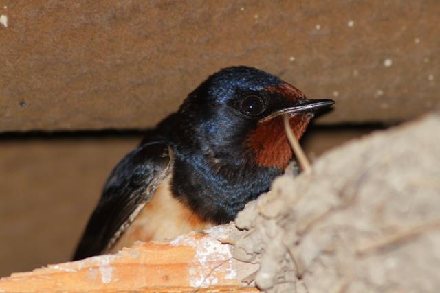Oreneta Vulgar - Golondrina comun - Barn Swallow
