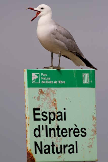 Audouins Gull - Larus audouinii - Gaviota de Audouin - Gavina Corsa