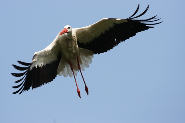 White stork - Ciconia ciconia - Cigea Blanca - Cigonya Blanca - Cigongne Blanche