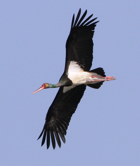 Black Stork - Ciconia nigra - Cigea negra - Cigonya negra - Cigogne noire