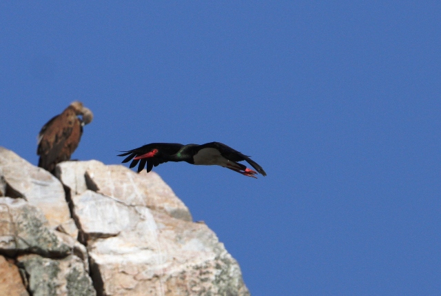 Black Stork - Ciconia nigra - Cigea negra - Cigonya negra - Cigogne noire