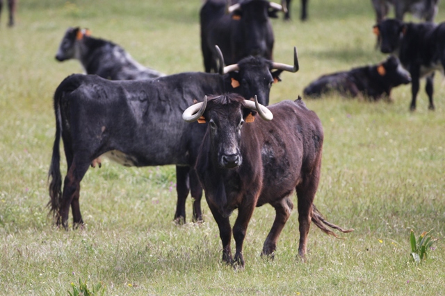 Cows and Bulls from the dehesa - Toros - Braus - Bous