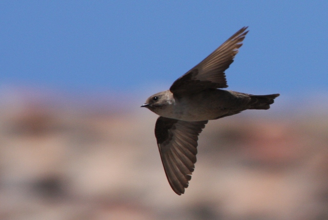 Crag martin - Ptyonoprogne rupestris - Avin roquero - Roquerol - Hirondelle de rochers