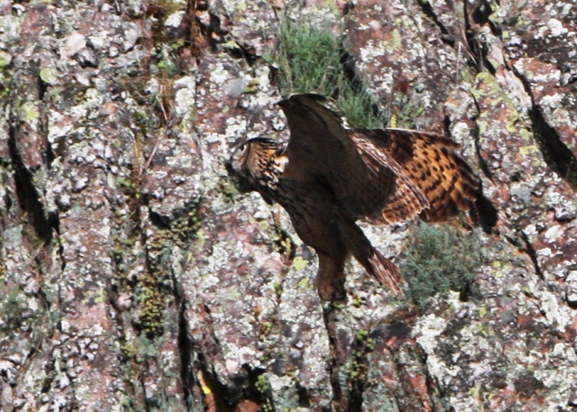 Eagle owl - Bubo bubo - Buho Real - Duc - Hibou Grand-duc