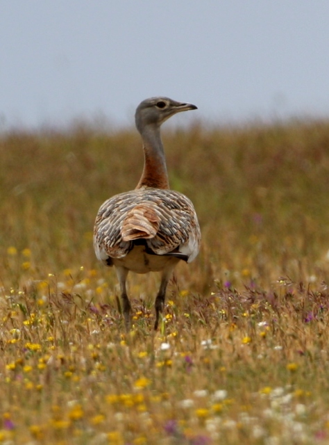 Great Bustard - Otis tarda - Avutarda - Pioc Salvatge