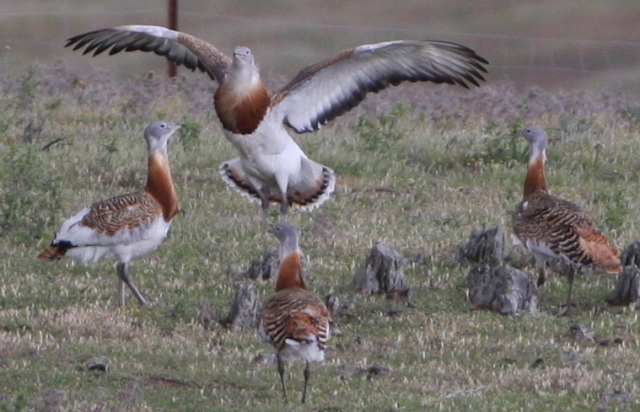 Great Bustard - Otis tarda - Avutarda - Pioc Salvatge