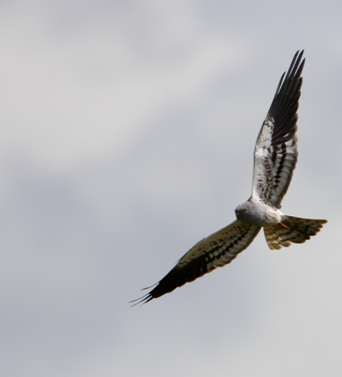 Montagus Harrier - Circus pygargus - Aguilucho cenizo - Esparver cendrs