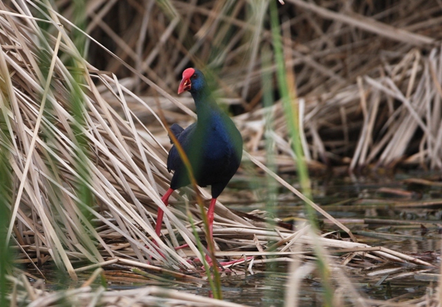 Pourple Swamp-hen - Porphyrio porphyrio - Calamn - Polla Blava