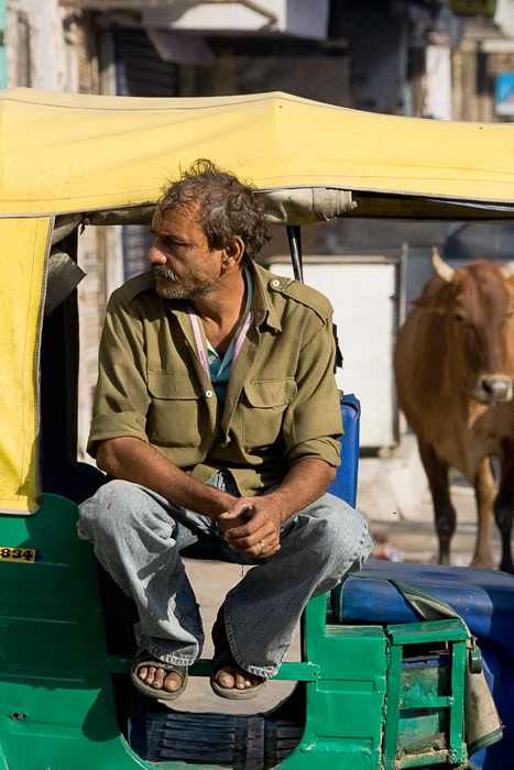 Auto driver & Cow