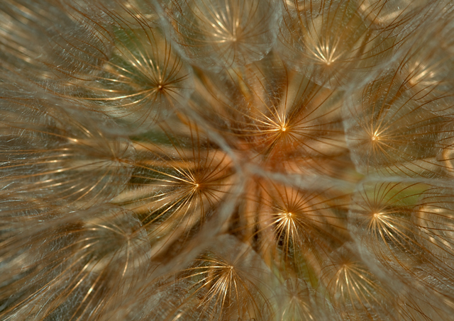 BIG-Dandilion?