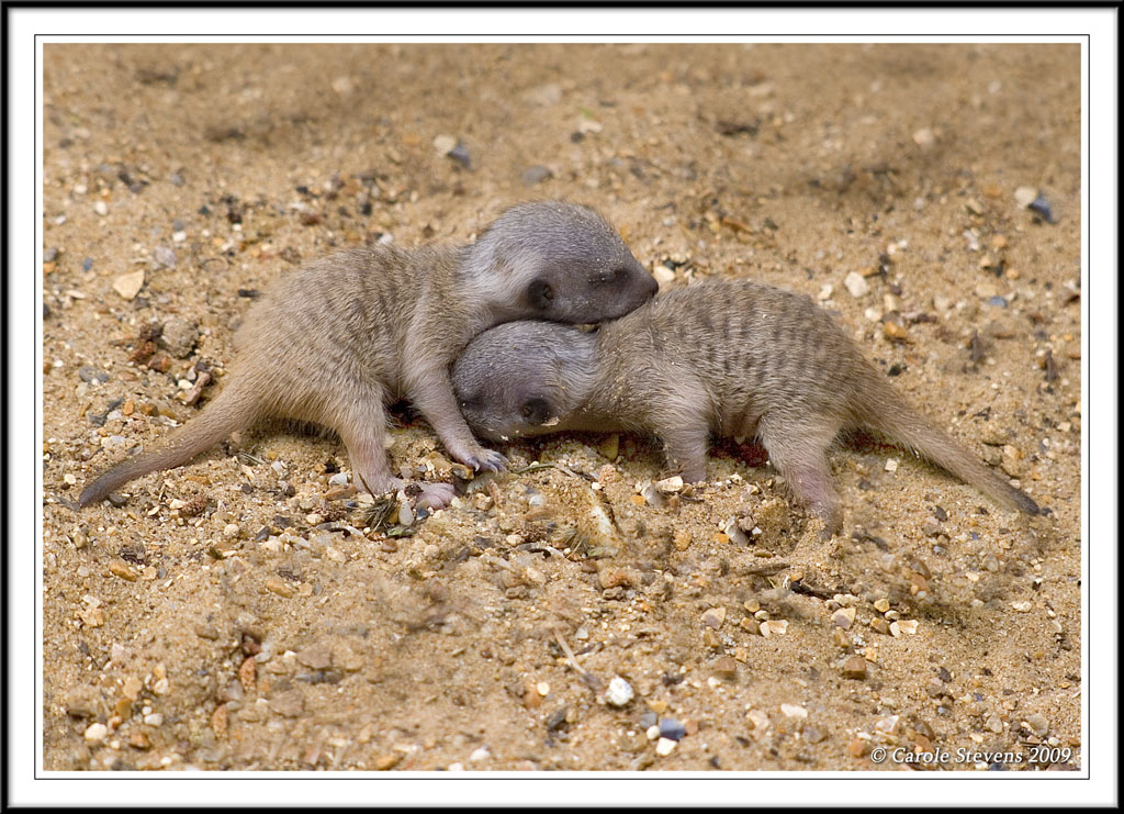 Two Meercat babies!