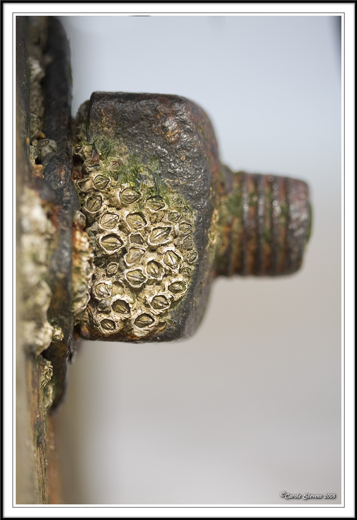 boltiful barnacles!