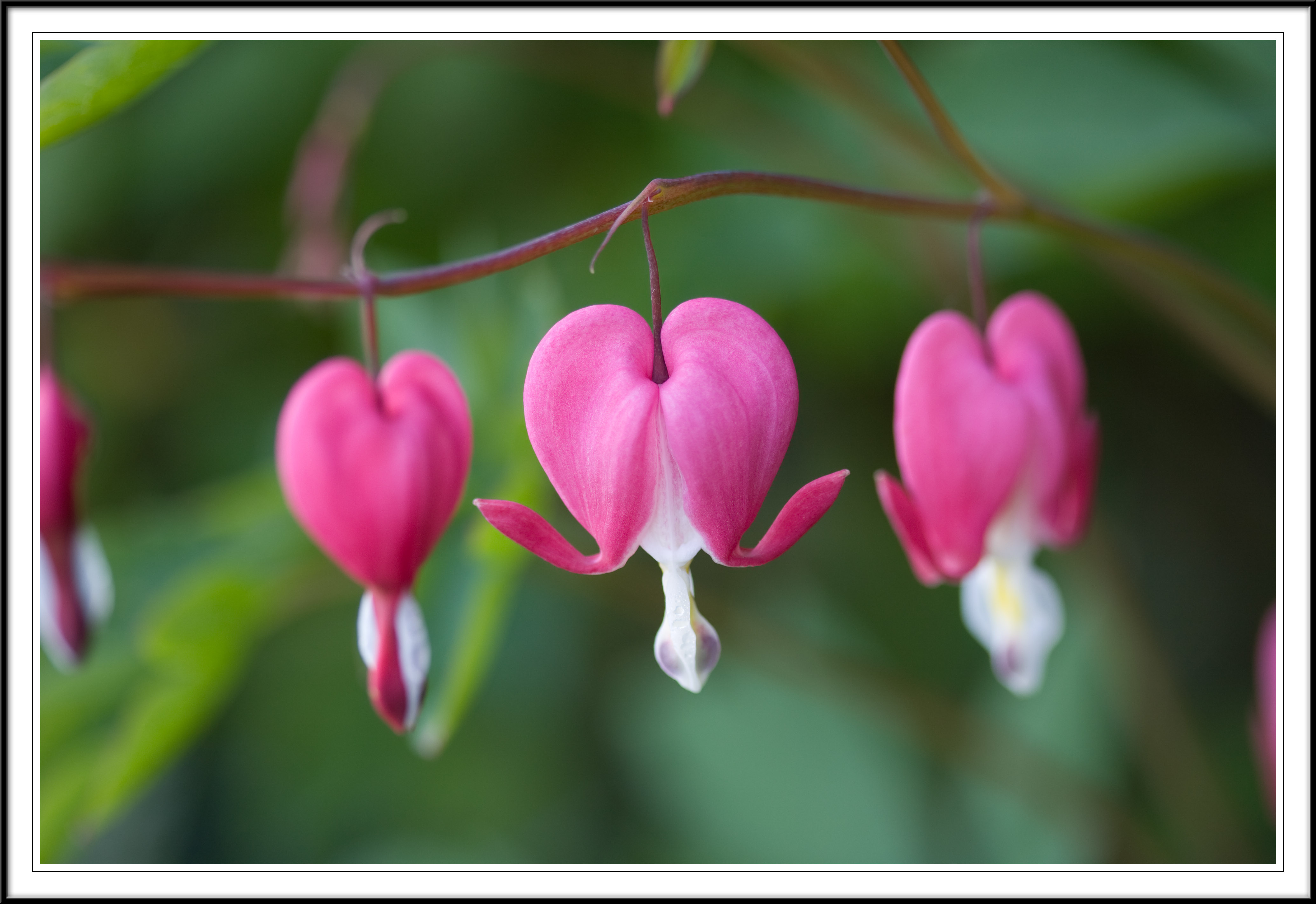 Bleeding Hearts!