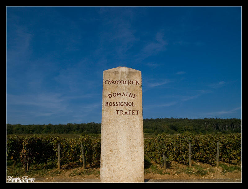Vineyards