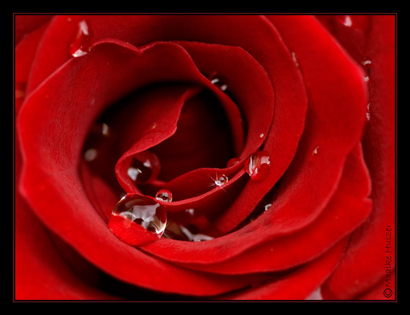 22 - Rose Deep Red