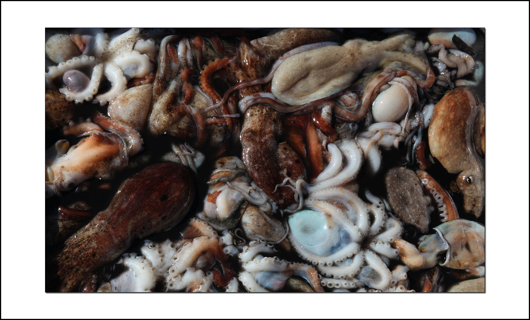 Grau</br>puzzle de poulpes</br>(Poulpzzle)