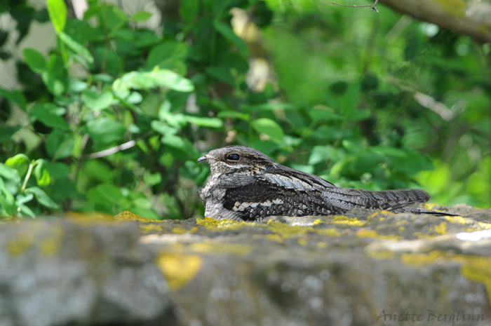 Nightjar / Caprimulgus europaeus / Nattskrra