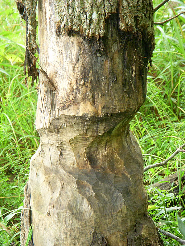 Busy Beavers