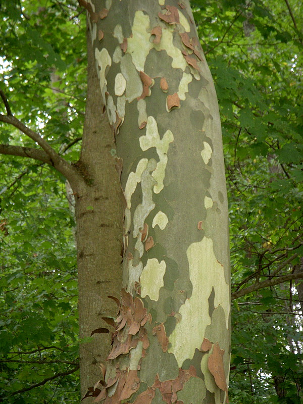 Camouflage