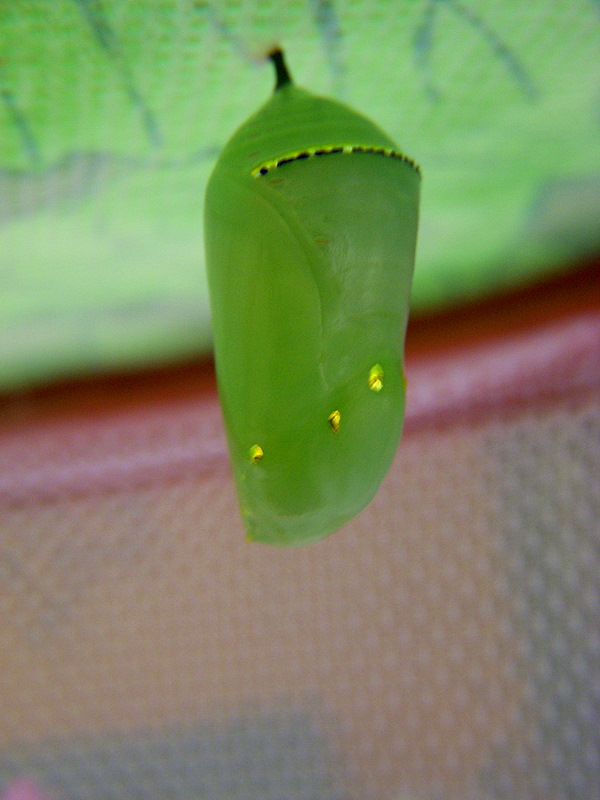 Chrysalis