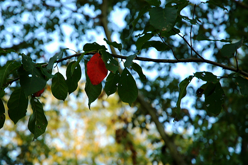 Scarlet