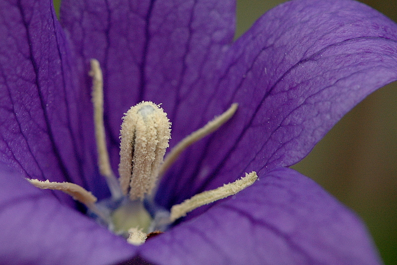 A Closer View