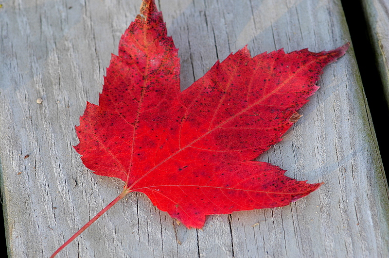 Red Maple