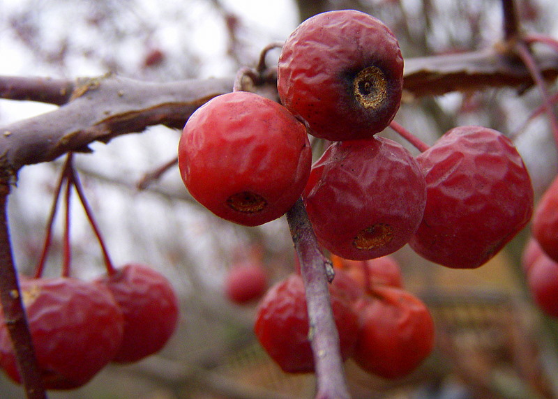 Cherries