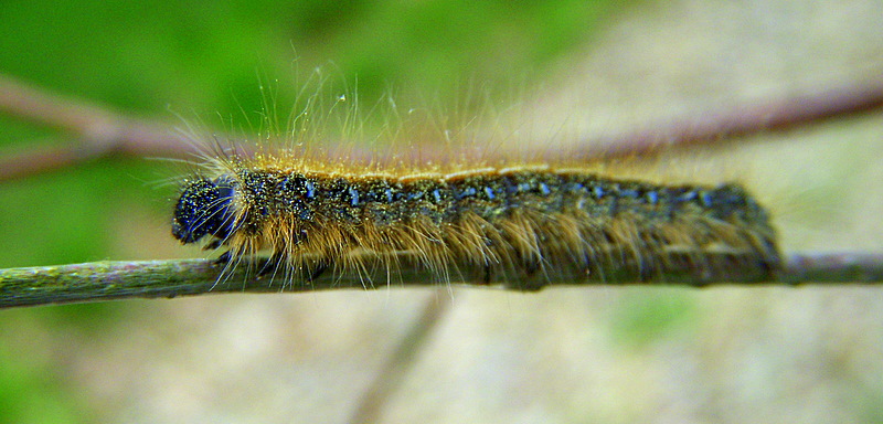 Hairy Harry