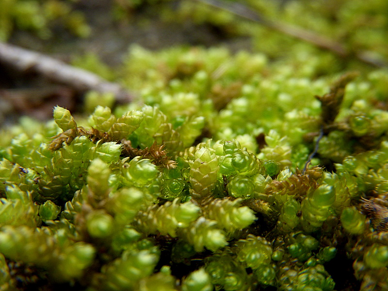 Moss Macro