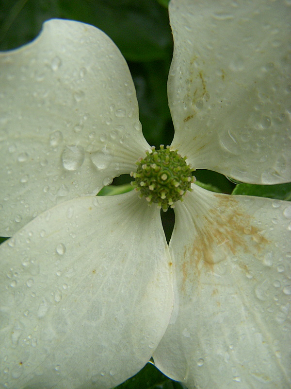 Kousa Dogwood