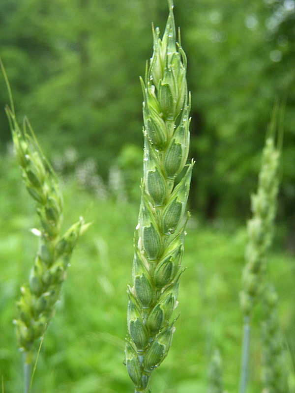 Grains of Grass