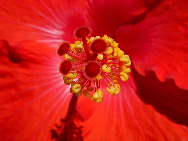 Hibiscus