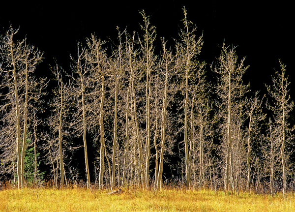 Highlighted trees, Maroon Valley, Aspen, CO