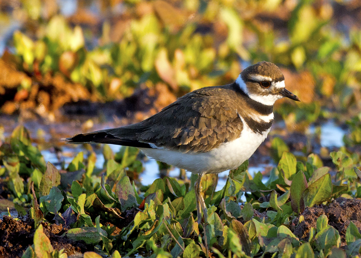 Killdeer