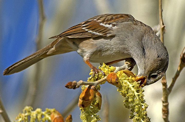 Immature white crowned sparrow