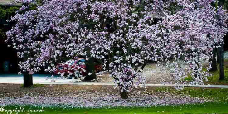 CLM_4203.jpg Shower Of Blossoms