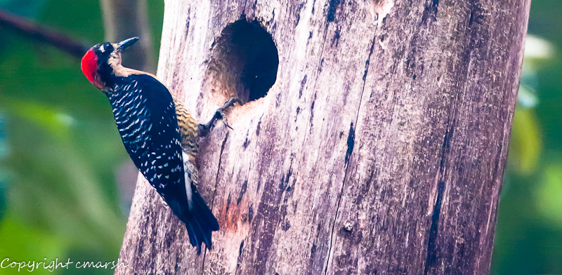 CLM_1290.jpg - Black-cheeked Woodpecker