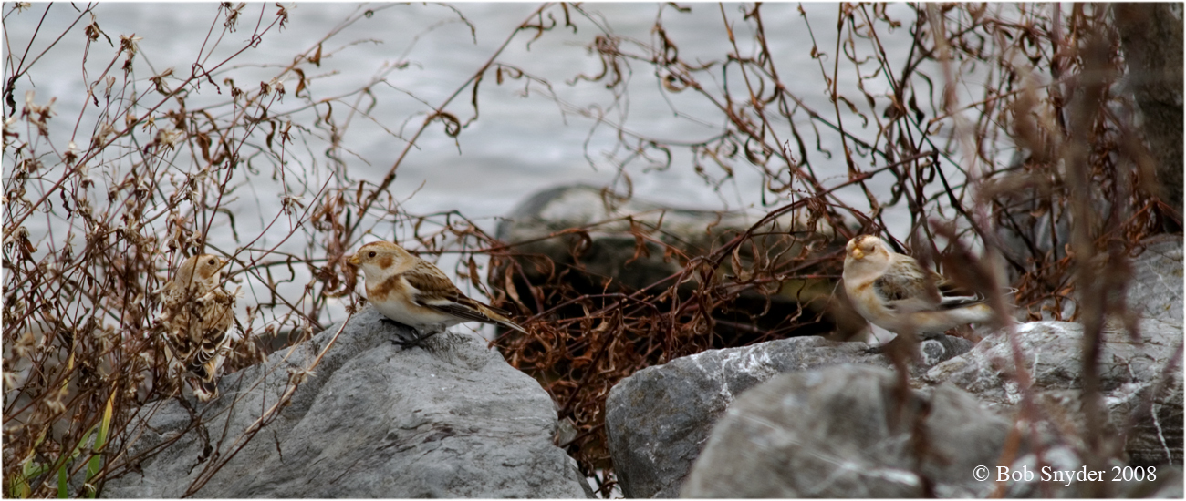 Three Snow Buntings foraging among rocks at Lower Greens Run launch: 2008.