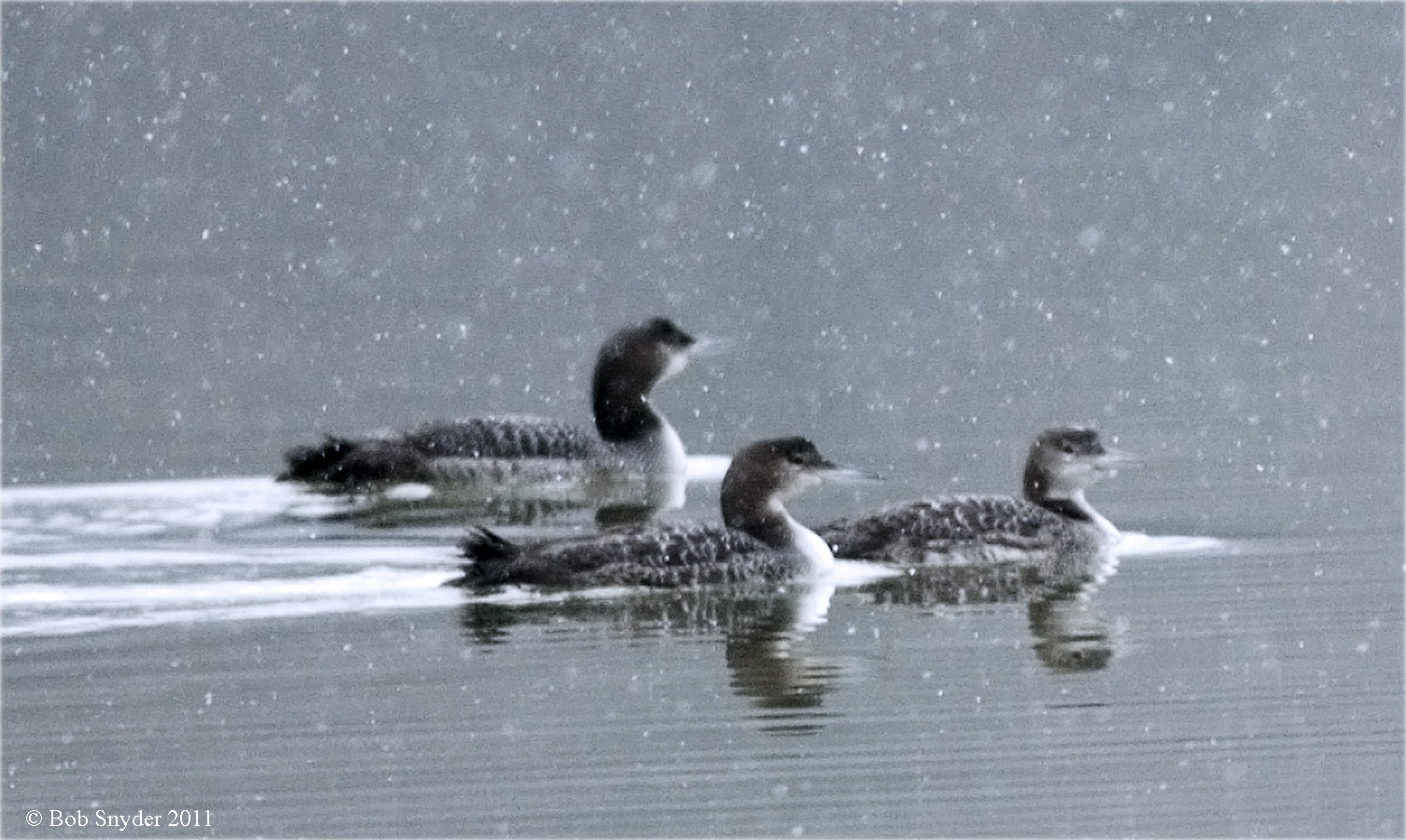 Loons in snow fall.