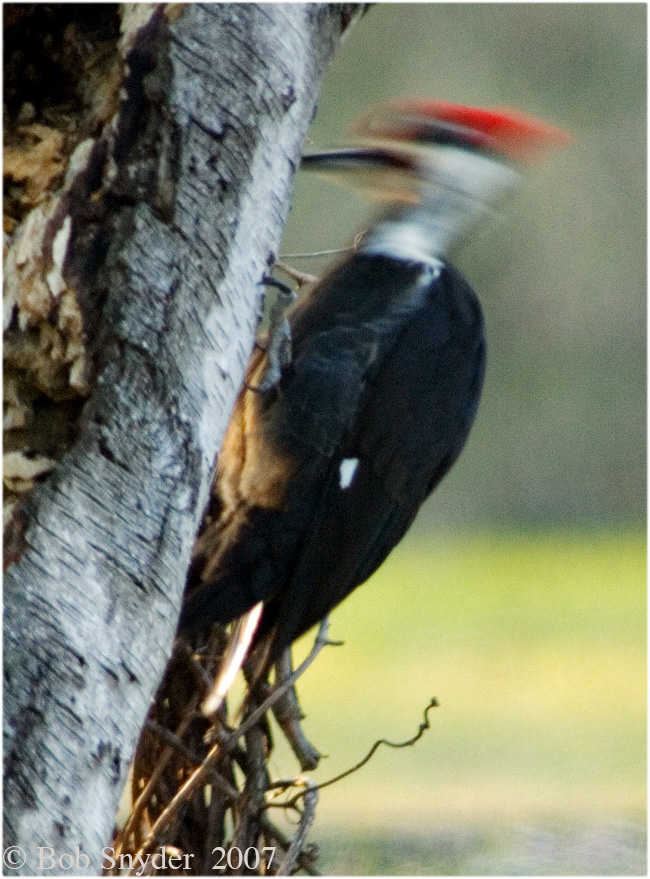 A real Hammer head!!! This birds drumming can be heard up to 1/4 mile distant.
