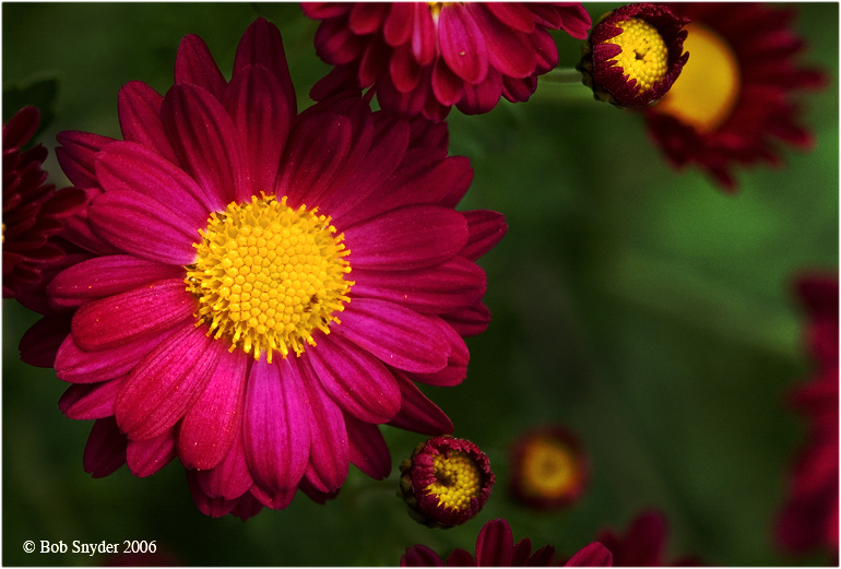 Fall Mums