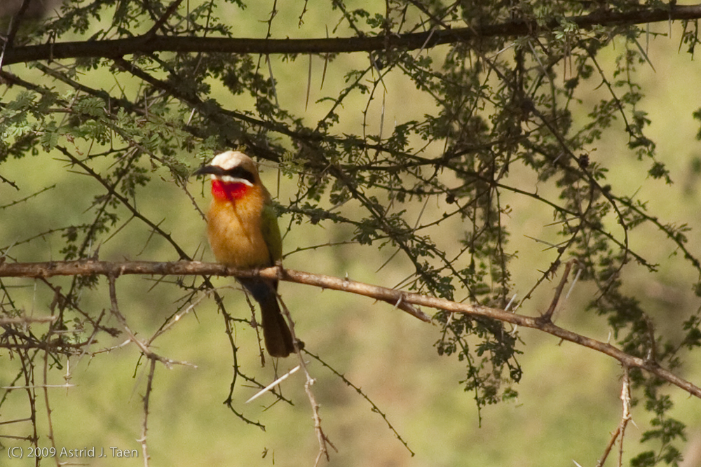 White Fronted Bee Eater