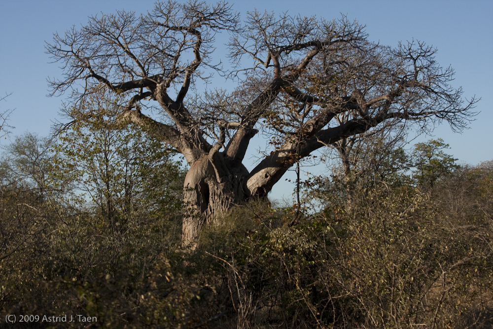 Baobab Tree