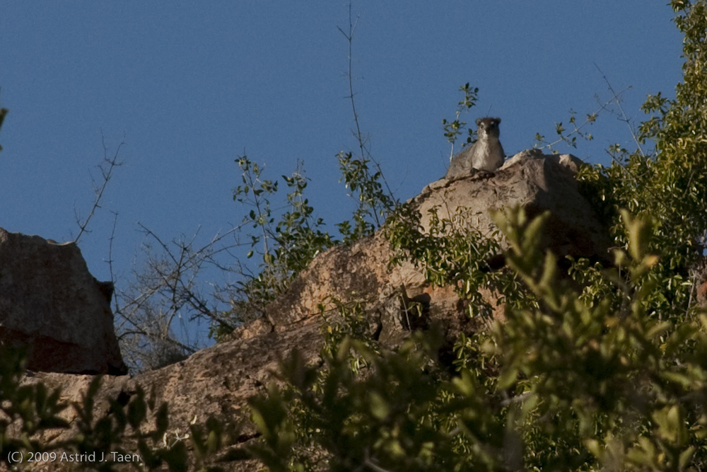 Rock Hyrax or Dossie